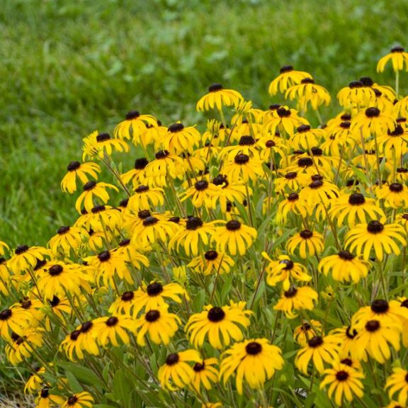 Rudbeckia ‘American Gold Rush’ (Intrinsic Perennial Gardens)