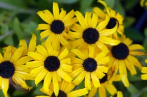 Rudbeckia ‘American Gold Rush’ (North Creek Nurseries)