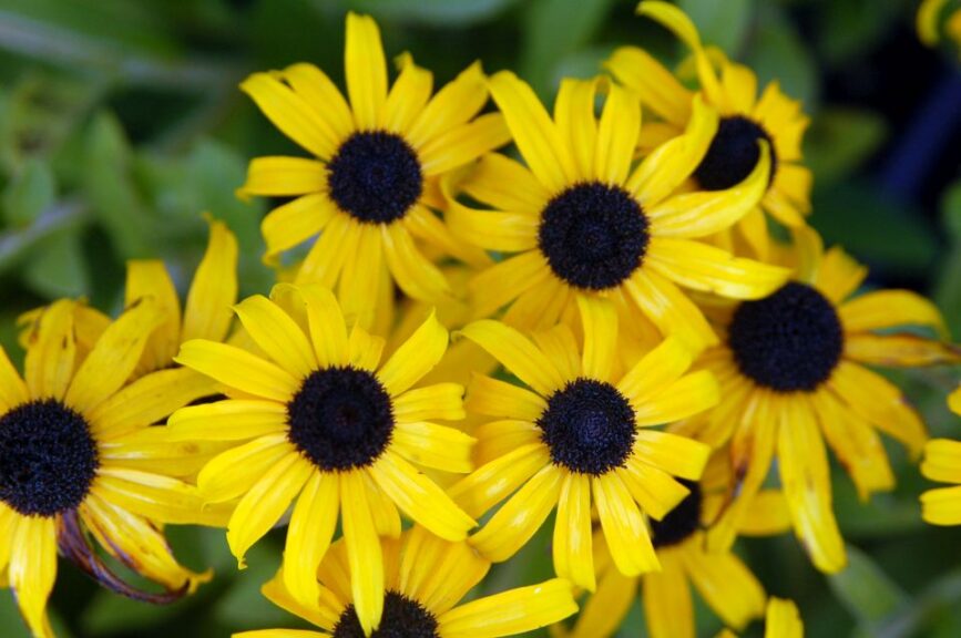 Rudbeckia ‘American Gold Rush’ (North Creek Nurseries)