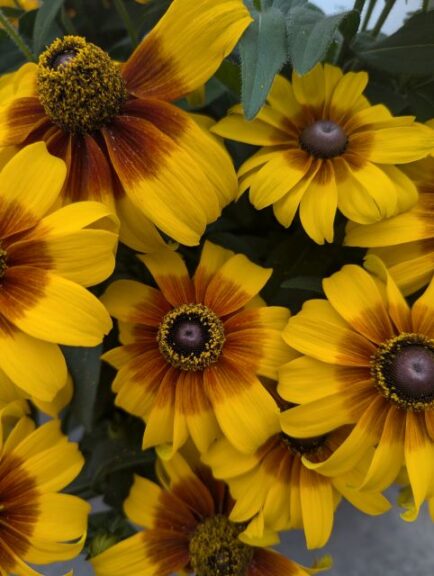 Rudbeckia 'Rising Sun Chestnut Gold' (Green Fuse Botanicals)