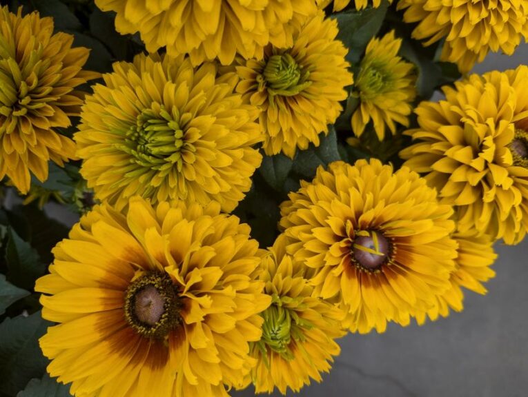 Rudbeckia 'Sunbeckia Graffiti Caramel' (Bull Plant Genetics)