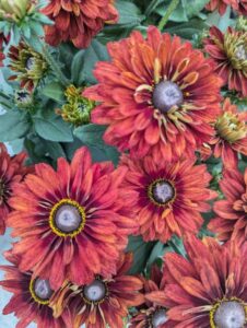 Rudbeckia 'Sunbeckia Graffiti Scarlet' (Bull Plant Genetics)