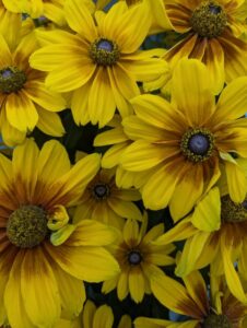 Rudbeckia 'Sunbeckia Luna' (Bull Plant Genetics)