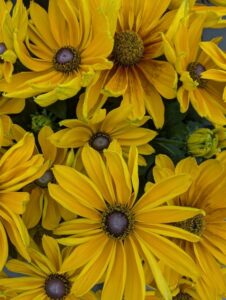 Rudbeckia 'Sunbeckia Marilyn' (Bull Plant Genetics)