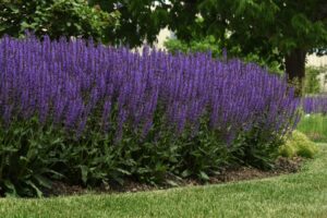 Salvia 'Blue by You' (Darwin Perennials/All-America Selections