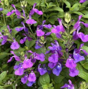 Salvia Tanami Purple (Westhoff)