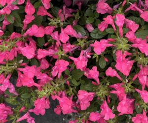 Salvia Tanami Rose (Westhoff)