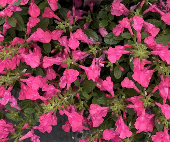 Salvia Tanami Rose (Westhoff)