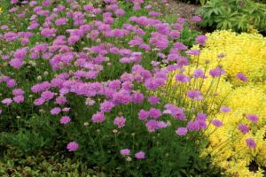 Scabiosa ‘Vivid Violet’ (Terra Nova Nurseries)