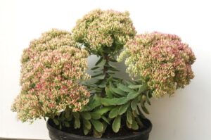 Sedum 'Lime Joy' (Intrinsic Perennial Gardens)