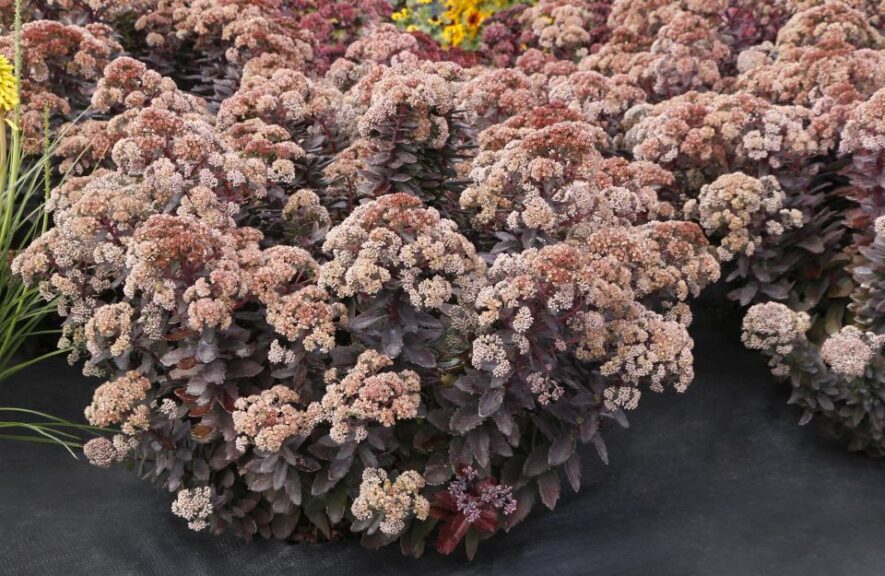 Sedum 'Mocha Magic' (Terra Nova Nurseries)