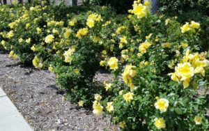 Shrub Roses Flower Carpet Series (Anthony Tesselaar Plants)