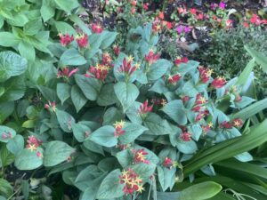 Spigelia ‘Little Redhead’ (Walters Gardens)