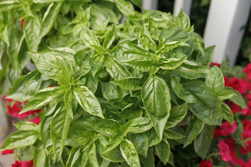 Sweet Italian Basil ‘Amazel Basil’ (Proven Winners)