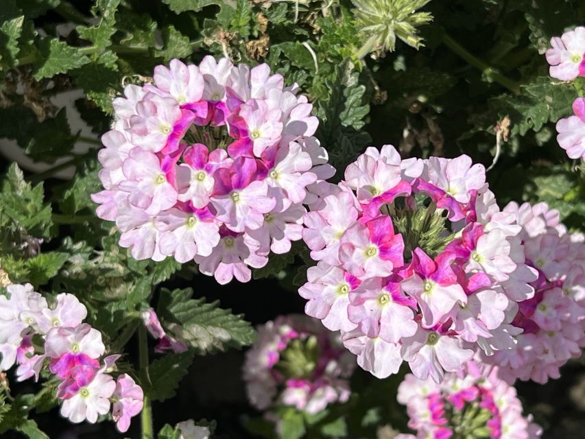 Verbena %E2%80%98Vanessa Bicolor Light Pink Danziger