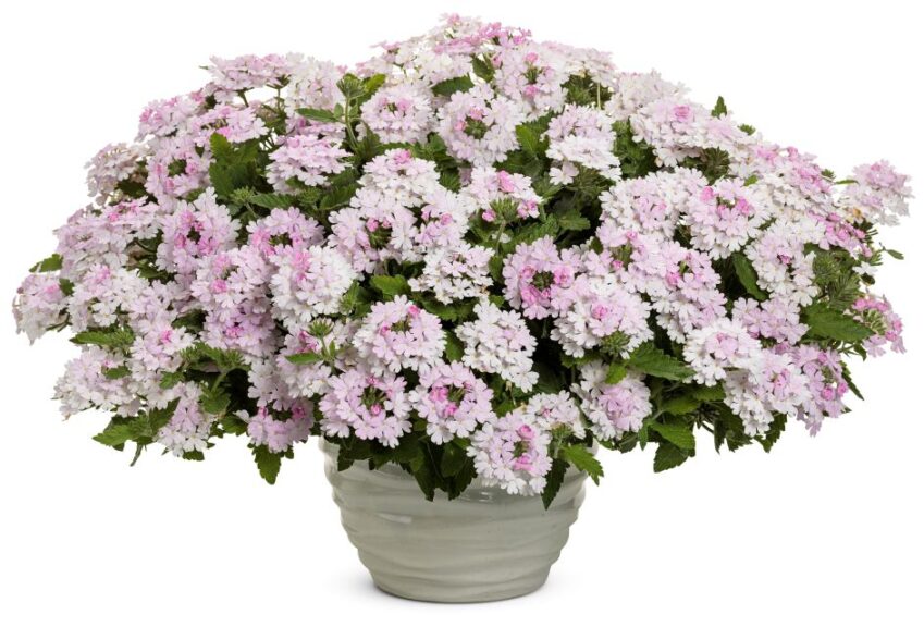 Verbena 'Superbena Pink Cashmere' (Proven Winners)