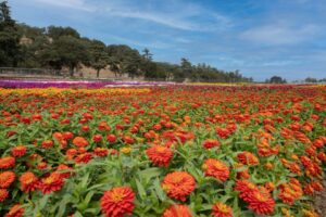 Zinnia ‘Zydeco Fire’ (Syngenta Flowers/All-America Selections)