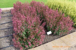 Agastache Summerlong Coral North Dakota State University