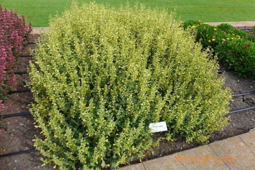 Agastache Summerlong Lemon North Dakota State University