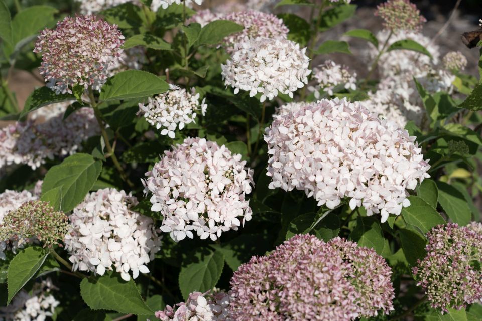 American Lace Pink Star Roses and Plants