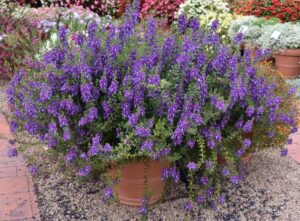 Angelonia angustifolia Guardian Angel Blue Ball FloraPlant Colorado State University