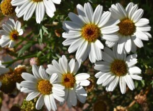 Argyranthemum Intergeneric hybrid Grandaisy White Improved Suntory Flowers Colorado State University