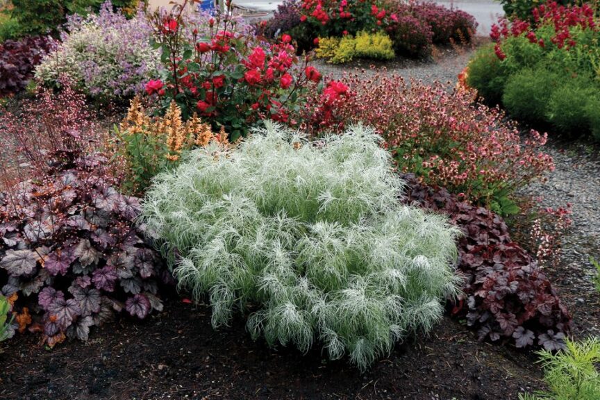 Artemisia MAKANA Silver