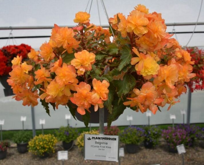 Begonia 'I’Conia First Kiss Del Sol' (Dümmen  Orange)