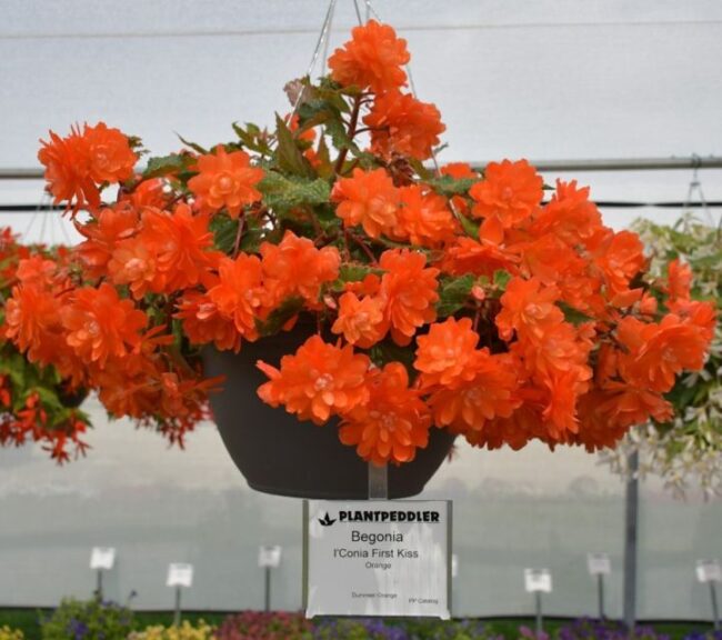 Begonia IConia First Kiss Orange – Dummen Orange Plantpeddler 2024