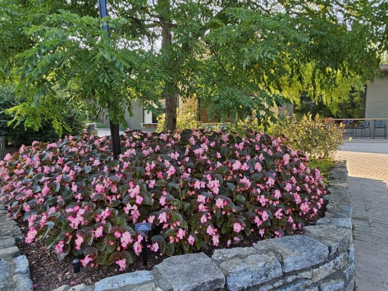 Begonia Stonehedge Rose Bronze Leaf