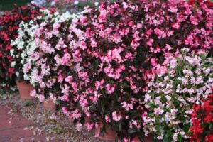 Begonia Stonehedge Rose Bronze Leaf Benary Colorado State University