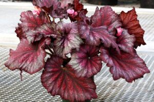 Begonia T REX Stardust