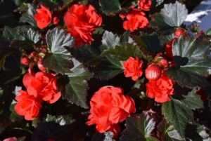 Begonia xhybrida Adora Velvet Red Syngenta Flowers Colorado State University