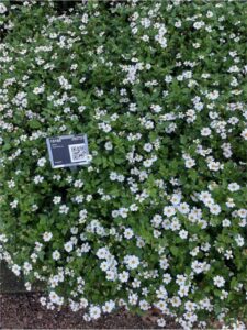 Bidens Delight White ImprovedDanziger Metrolina Greenhouses 2024