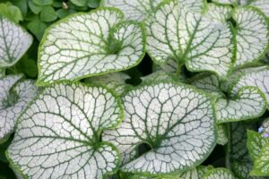 Brunnera Jack Frost