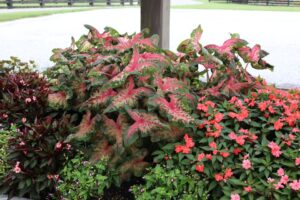 Caladium Heart to Heart Clowning Around Proven Winners Youngs Plant Farm 2024