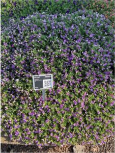 Calibrachoa MiniFamous Uno Blue Star Selecta Metrolina Greenhouses 2024