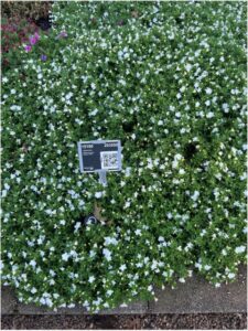 Calibrachoa MiniFamous Uno Double White Selecta Metrolina Greenhouses 2024