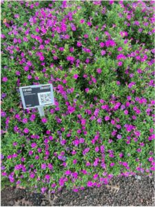 Calibrachoa MiniFamous Uno Pink Selecta Metrolina Greenhouses 2024