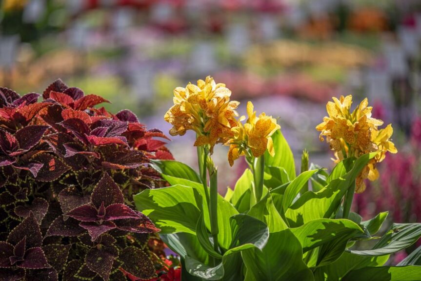 Canna Cannova Gold Leopard Youngs Plant Farm 2024