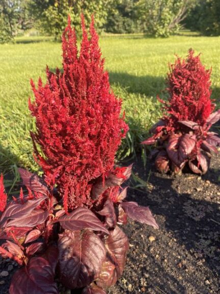 Celosia Bright Sparks%E2%84%A2 Bright Red Bronze Leaf University of Minnesota 2024