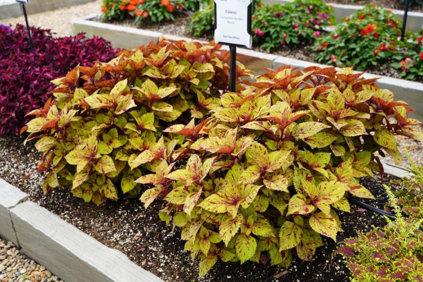 Coleus Charged Up Marble Mania Youngs Plant Farm 2024