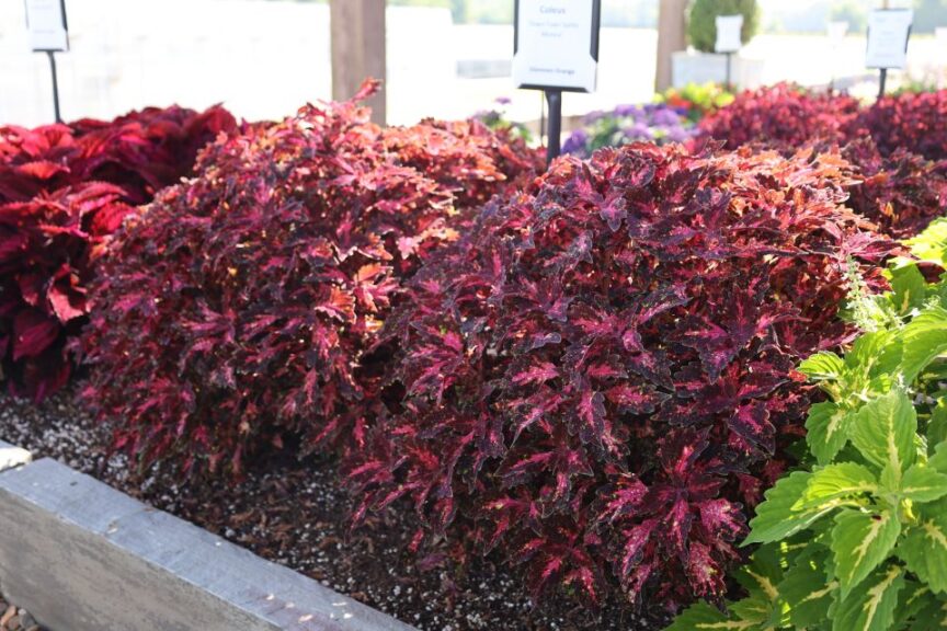 Coleus Down Town Santa Monica Youngs Plant Farm 2024