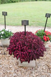 Coleus Flame Thrower Adobo Pink week32 Mast Young Plants 2024 Trials