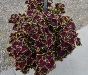 Coleus TerraScape Queen Kientzler Plantpeddler 2024