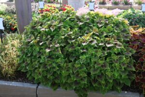 Coleus TerraScape Solar Fire Youngs Plant Farm 2024