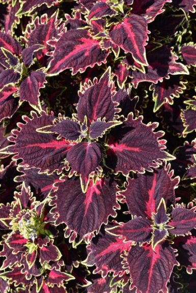 Coleus ‘TerraScape Queen Kientzler Colorado State University