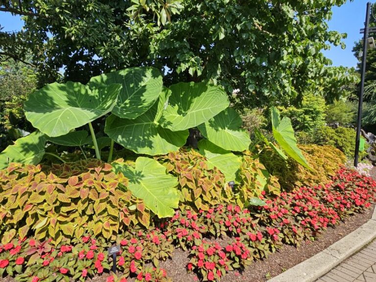 Colocasia Thailand Giant