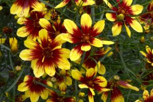 Coreopsis Bengal Tiger