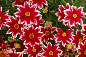 Coreopsis Ruby Frost